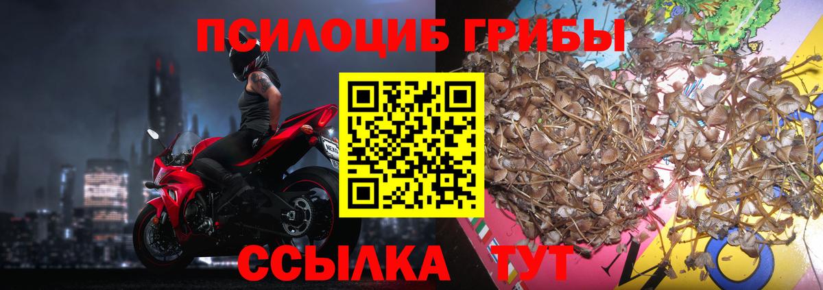Псилоцибиновые грибы Psilocybe Южноуральск